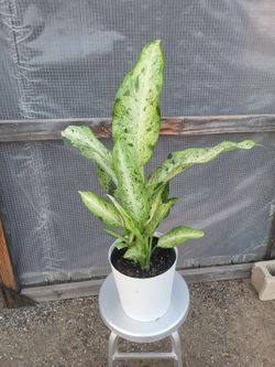 Dumb Cane 10" Nursery Pot