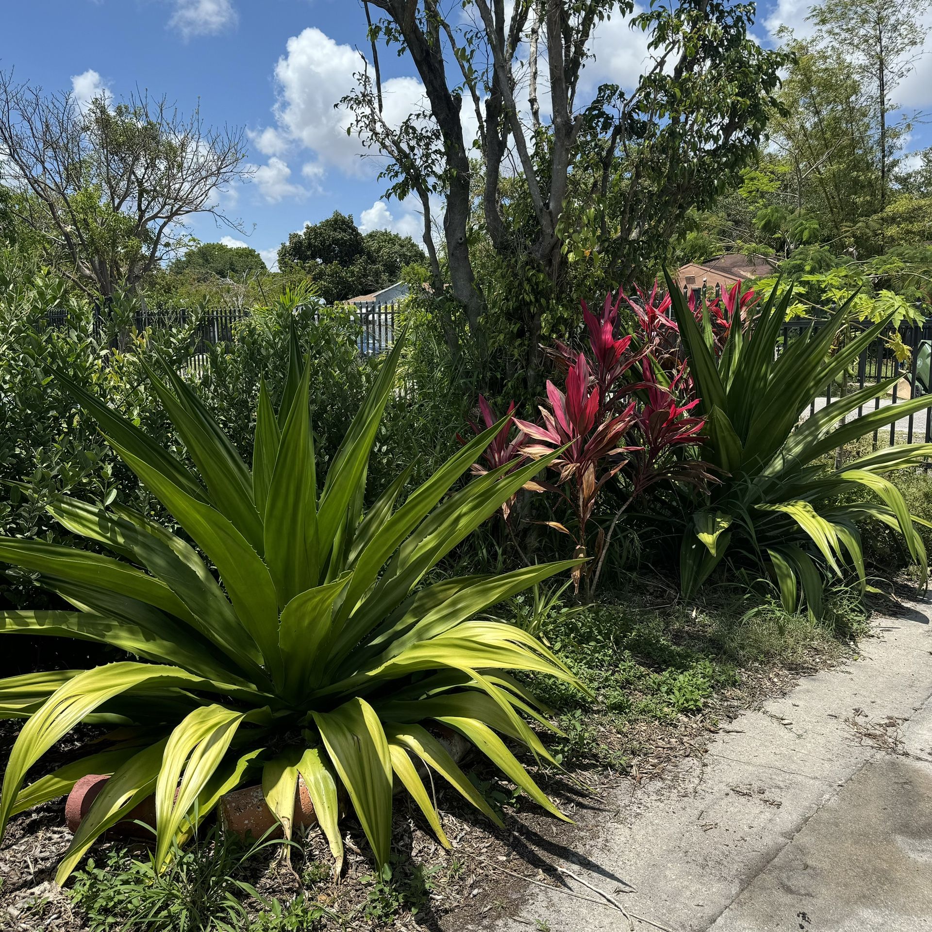 Ornamental Plant - False Agave / Furcraea foetida