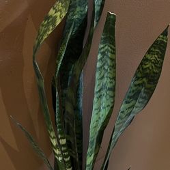 Large Sansevieria  Snake Plant