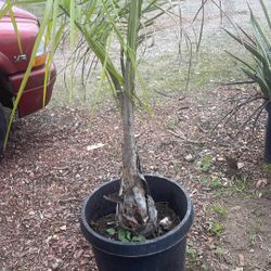 Queen Palm