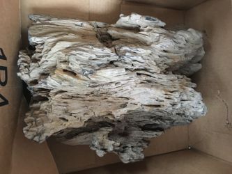 30lb petrified wood