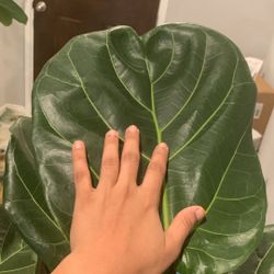 Healthy Plants For Sale