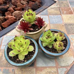 Sempervivum “Hens and Chicks” Succulents in 3 small pots with drainage holes