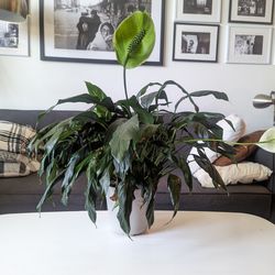 22" Peace Lily Live Plant With Growing Pot 