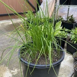 Chives Plant