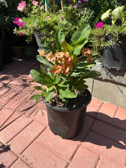 Crown Of Thorns (Large Flower)