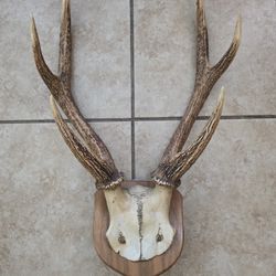 Deer Antlers Mounted