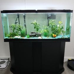 55" Fish Tank  