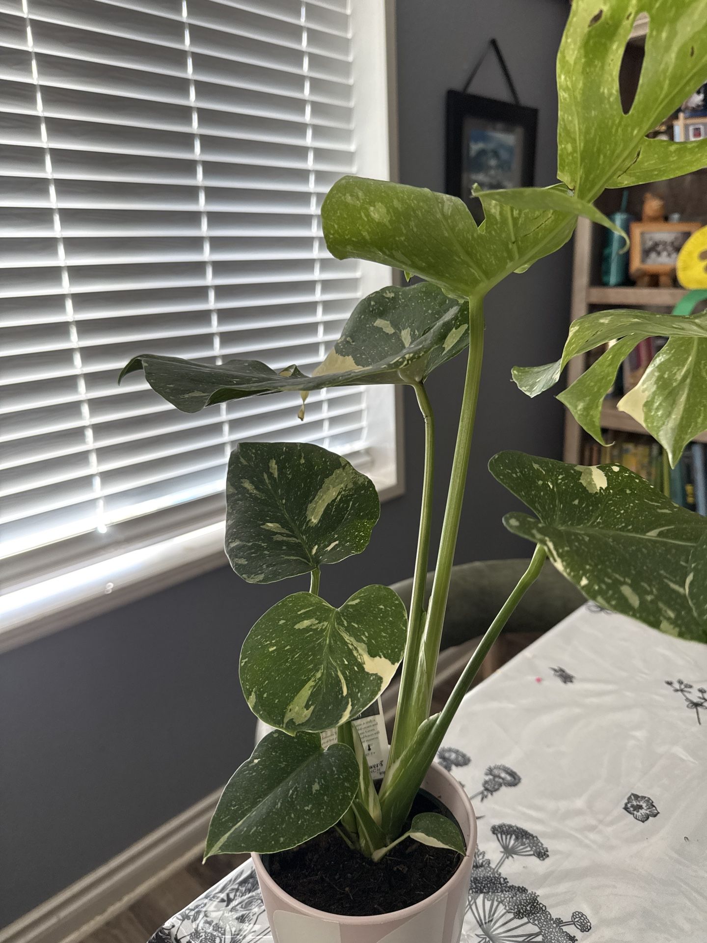 Thai Constellation Monstera