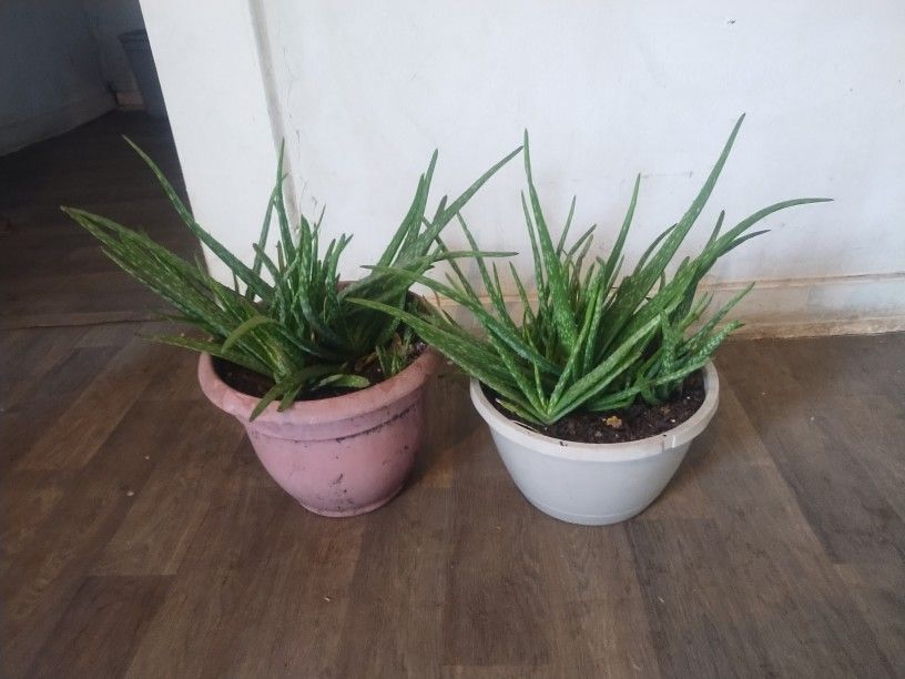 Aloe Vera Plants 