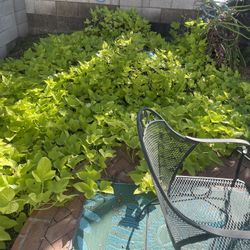 Beautiful, Healthy, Sweet Potato Vine