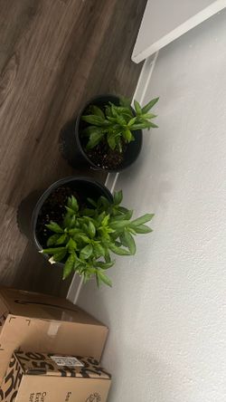 Huele de noche plant jasmine