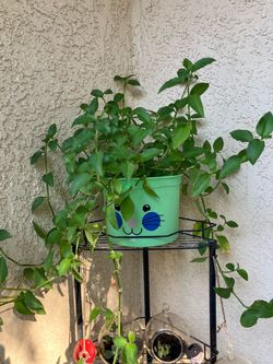 Beautiful, healthy plant