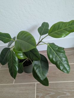 Ficus Altissima