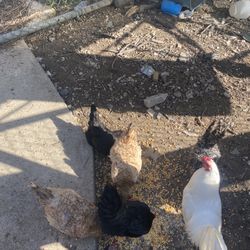 🐔