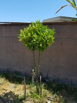 Árbol frutal