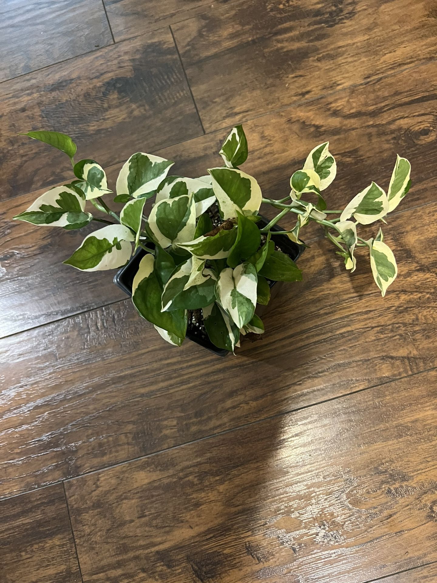 N’joy Pothos Plant 