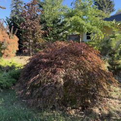 Japanese Maple