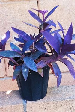 Beautiful healthy plants for sale
