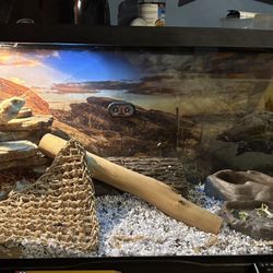 Bearded Dragon Tank And accessories