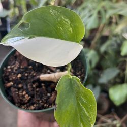 1/2 Moon Monstera 