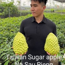 Grafted Taiwan Giant Sugar Apple Plant 