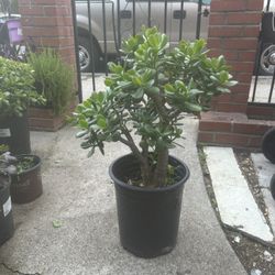 Jade Plant