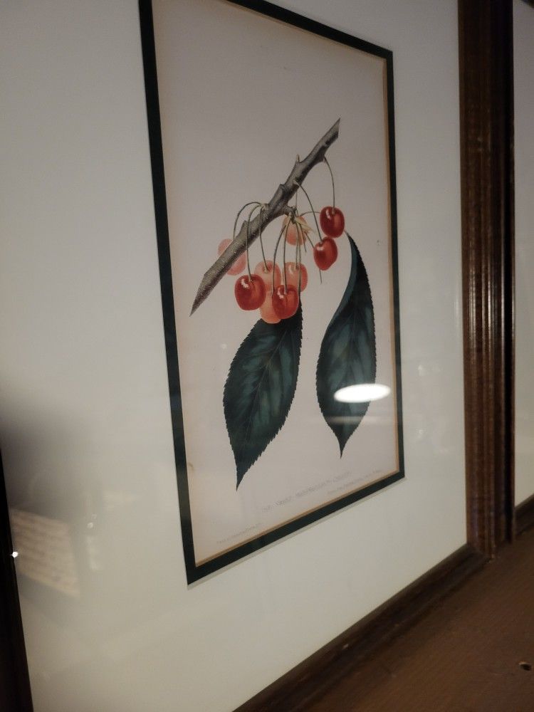 Four Antique Chromolithograph Plates William Sharp Fruits Of America Original Framed