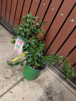 Lemon tree