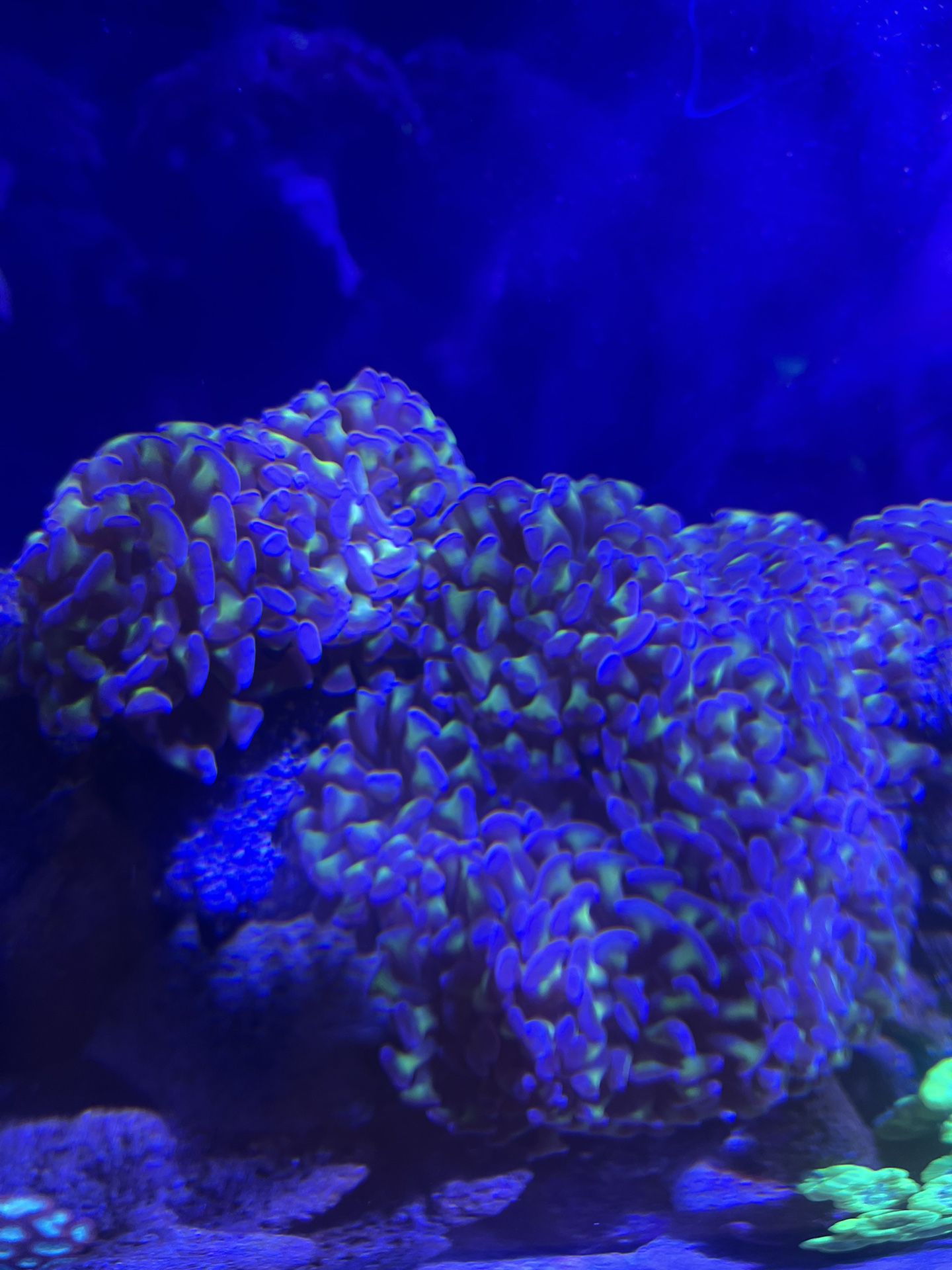 Coral decoration hammer coral frag