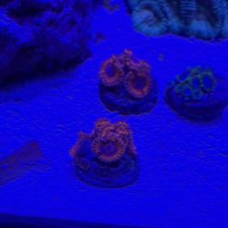 Decoration Coral