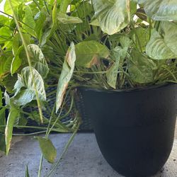 Oversized Mixed Plant