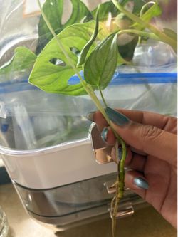Clippings and plants