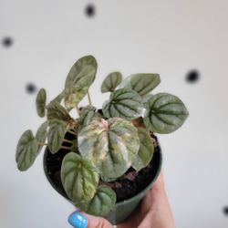 Pink Lady Peperomia Plant 4" 