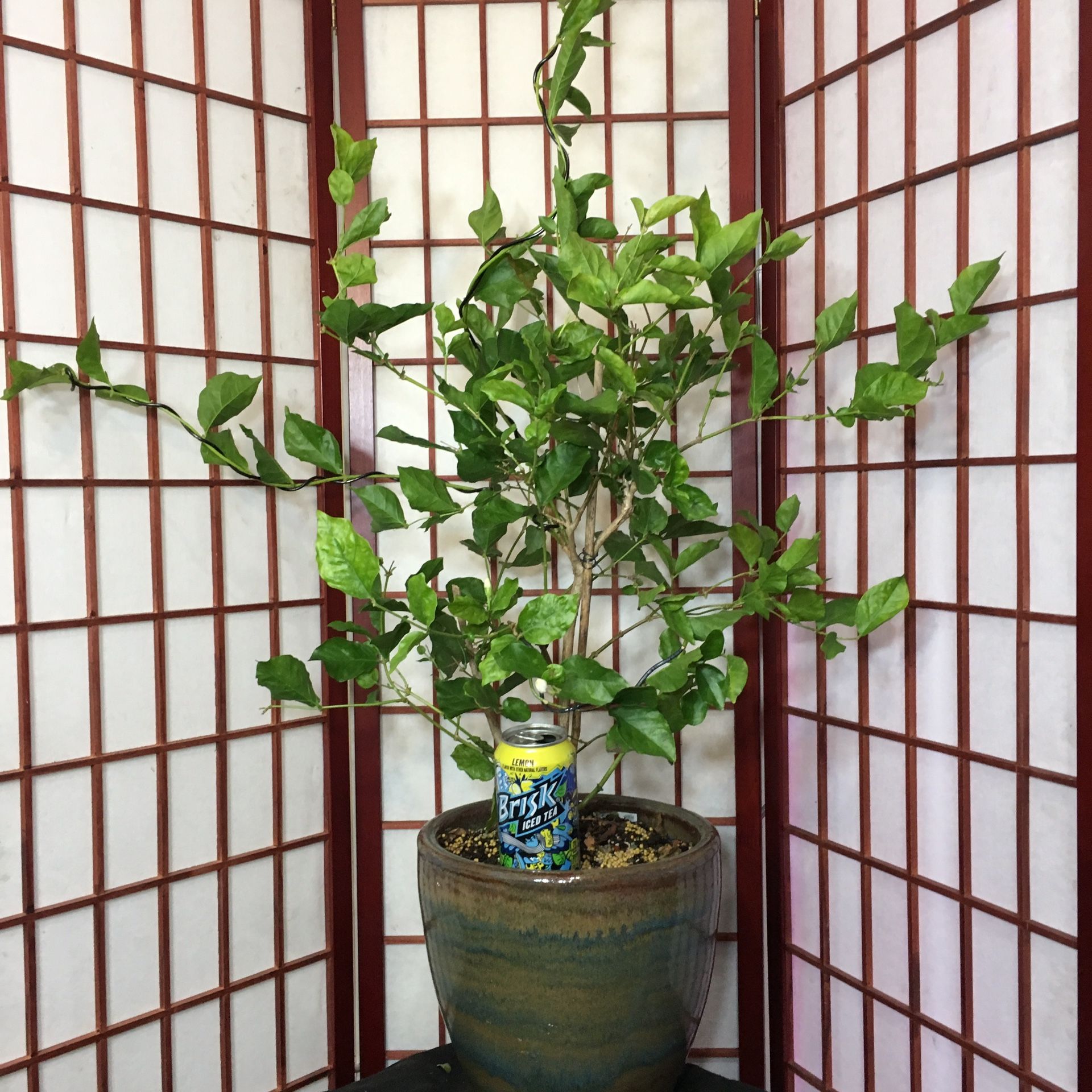 Pre-Bonsai: Jasmine, very large