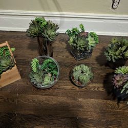 7 Succulent Arrangements