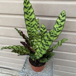 6” calathea rattlesnake 
