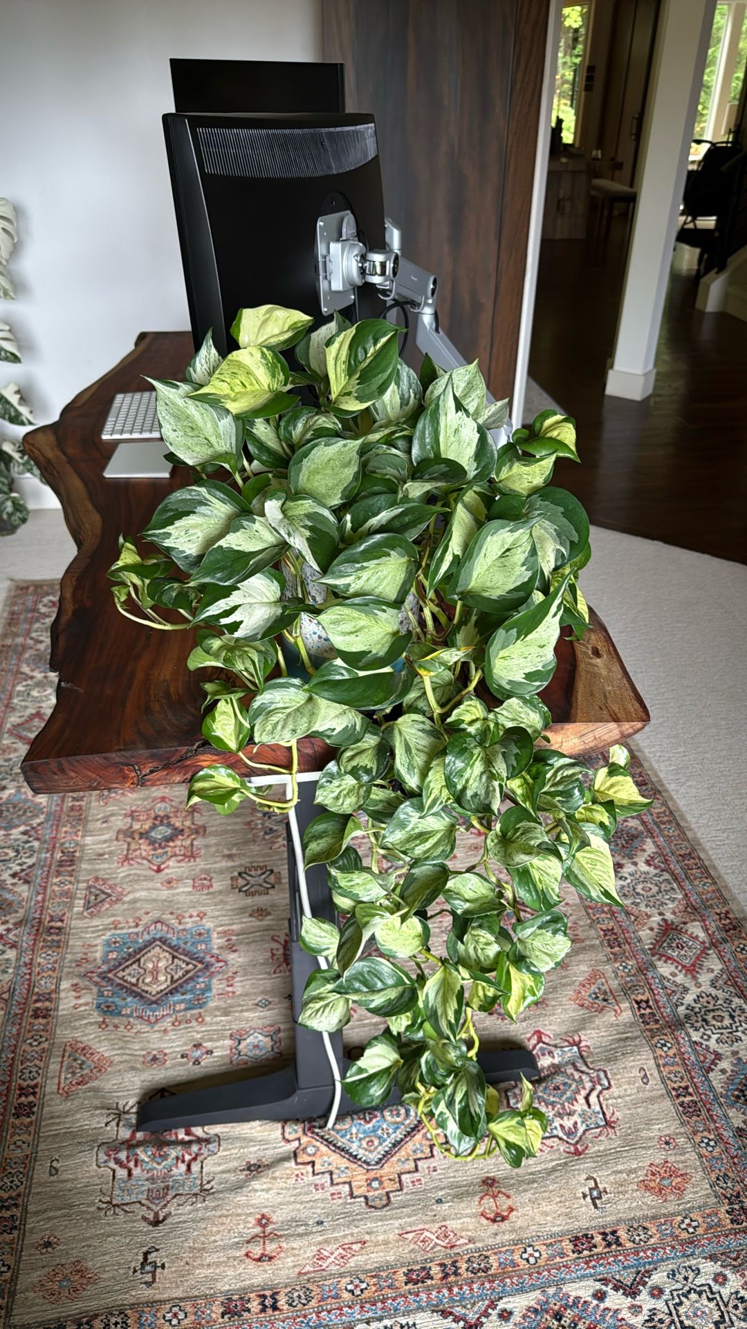 Manjula pathos Uncommon Indoor Plant