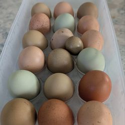 Farm fresh eggs
