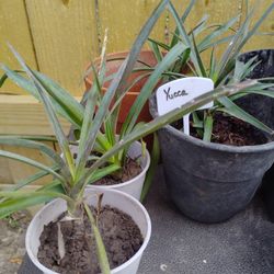 Yucca's 