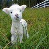 Esther