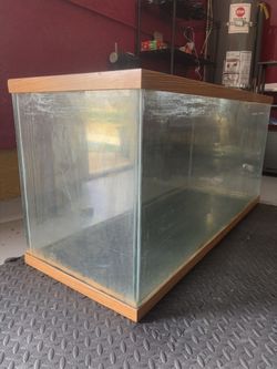 Wood rimmed Fish Task 