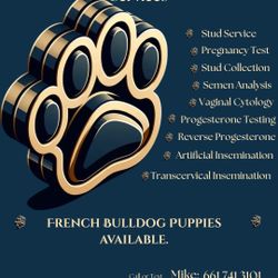French Bulldog Stud | Canine Reproduction 