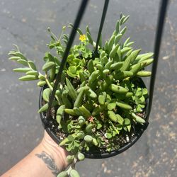 Hanging Succulent 