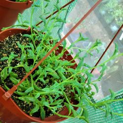 6" Pot  Assorted Beautiful  Indoor And Outdoor Hanging Succulents Plants  $ 5. Each 