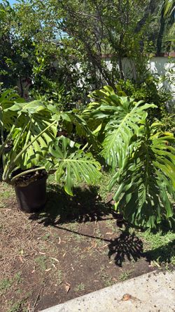 Monstera Deliciosa