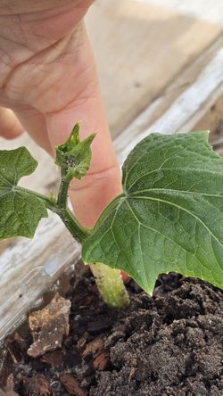 Chayote Tropical Zucchini Plant