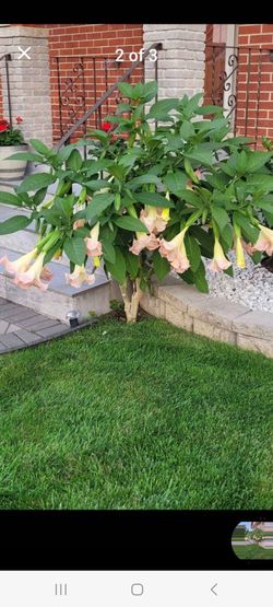 Angel trumpet