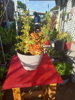 Mixed Succulent Arrangement in White Pot