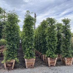 Ficus Nitida Indian Laurel Hedge